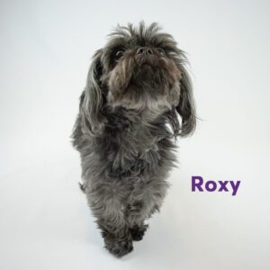 About Us - Roxy