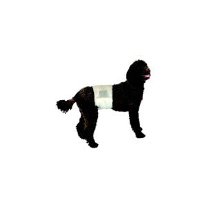 PoochPants™ Disposable Male Wraps - Large - 12 Pack